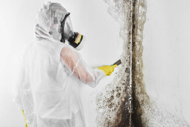 Professional Mold Removal in Humboldt, TN