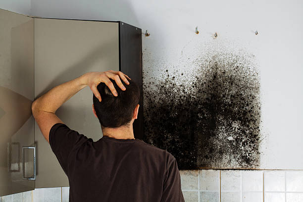 Best Crawl Space Mold Removal  in Humboldt, TN