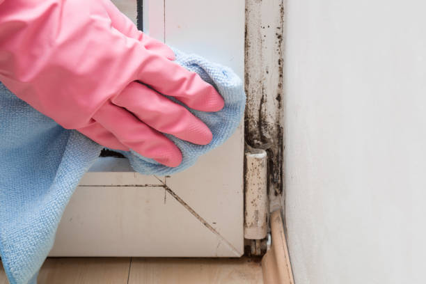 Mold Testing and Removal in Humboldt, TN