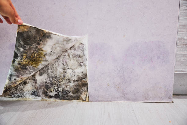Best Certified Mold Removal  in Humboldt, TN
